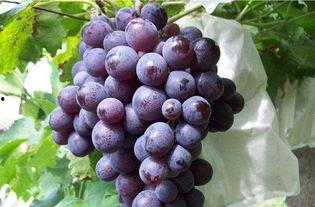 娱乐吃瓜酱葡萄娱乐,揭秘娱乐圈幕后故事与趣味瞬间